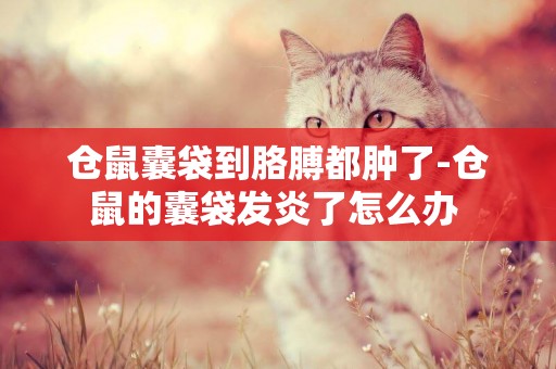 倉鼠囊袋到胳膊都腫了-倉鼠的囊袋發炎了怎么辦 