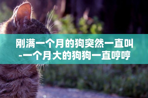 剛滿一個月的狗突然一直叫-一個月大的狗狗一直哼哼叫
