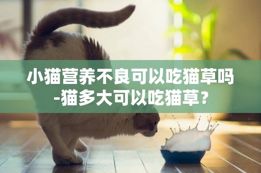 小貓營養不良可以吃貓草嗎-貓多大可以吃貓草？