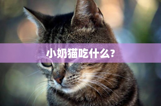 小奶貓吃什么?