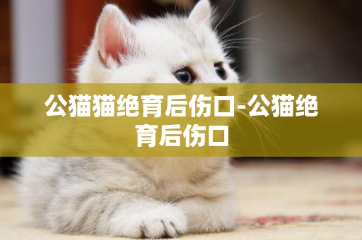 公貓貓絕育后傷口-公貓絕育后傷口