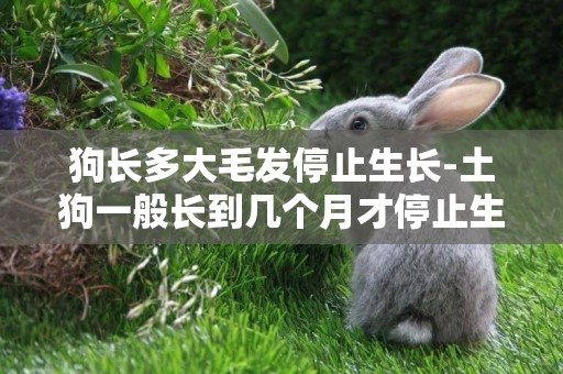 狗長多大毛發停止生長-土狗一般長到幾個月才停止生長?