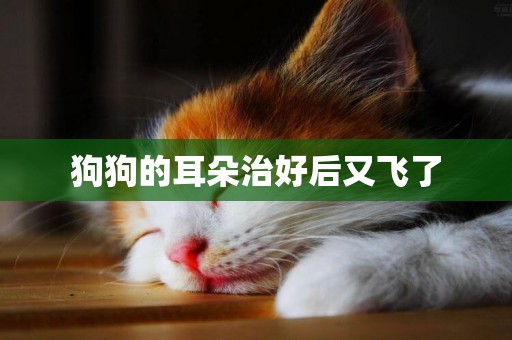 狗狗的耳朵治好后又飛了