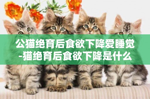 公貓絕育后食欲下降愛睡覺-貓絕育后食欲下降是什么鬼