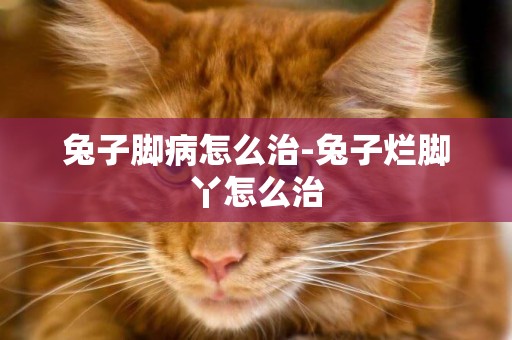 兔子腳病怎么治-兔子爛腳丫怎么治