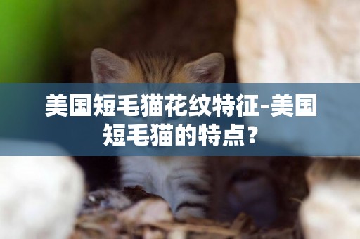 美國短毛貓花紋特征-美國短毛貓的特點？