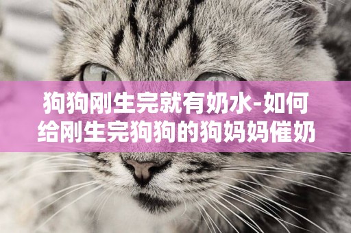 狗狗剛生完就有奶水-如何給剛生完狗狗的狗媽媽催奶