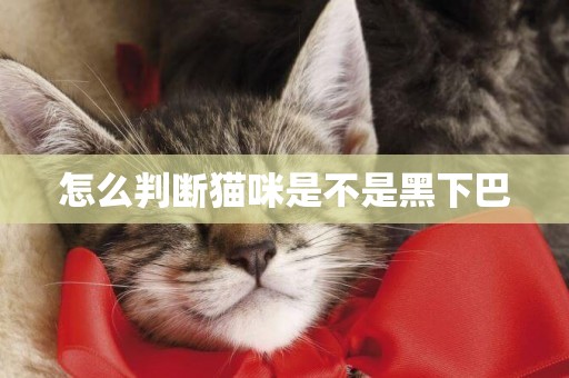 怎么判斷貓咪是不是黑下巴