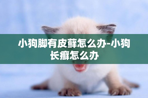 小狗腳有皮蘚怎么辦-小狗長癬怎么辦
