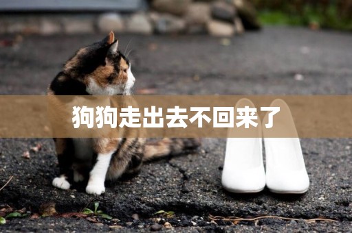 狗狗走出去不回來了