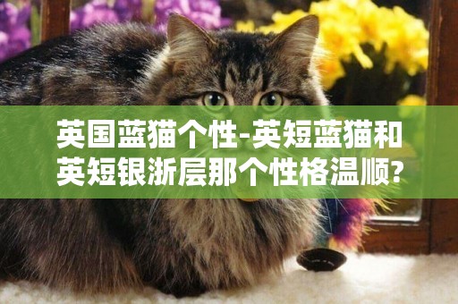 英國藍貓個性-英短藍貓和英短銀浙層那個性格溫順?