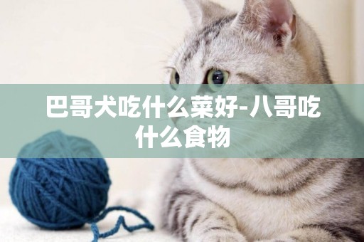 巴哥犬吃什么菜好-八哥吃什么食物