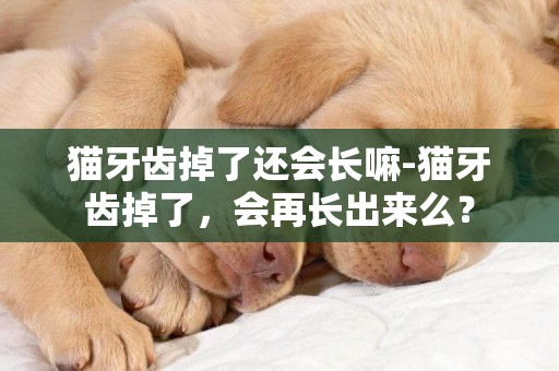 貓牙齒掉了還會長嘛-貓牙齒掉了，會再長出來么？