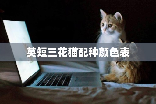 英短三花貓配種顏色表