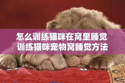 怎么訓練貓咪在窩里睡覺 訓練貓咪寵物窩睡覺方法