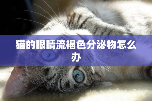 貓的眼睛流褐色分泌物怎么辦