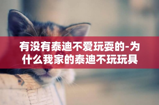 有沒有泰迪不愛玩耍的-為什么我家的泰迪不玩玩具