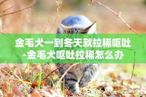 金毛犬一到冬天就拉稀嘔吐-金毛犬嘔吐拉稀怎么辦