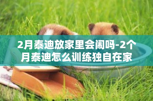 2月泰迪放家里會鬧嗎-2個月泰迪怎么訓練獨自在家