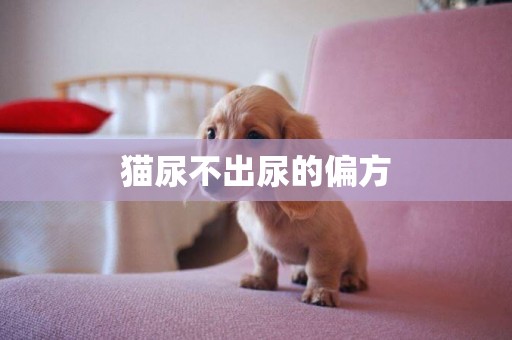 貓尿不出尿的偏方