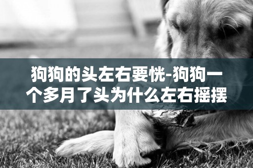 狗狗的頭左右要恍-狗狗一個多月了頭為什么左右搖擺呢？