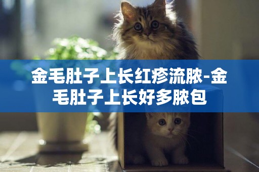 金毛肚子上長紅疹流膿-金毛肚子上長好多膿包
