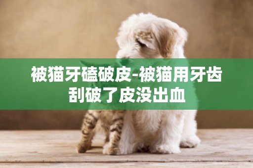 被貓牙磕破皮-被貓用牙齒刮破了皮沒出血