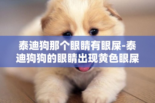 泰迪狗那個眼睛有眼屎-泰迪狗狗的眼睛出現黃色眼屎