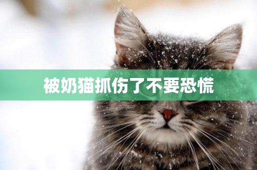 被奶貓抓傷了不要恐慌