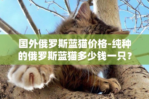 國外俄羅斯藍貓價格-純種的俄羅斯藍貓多少錢一只？