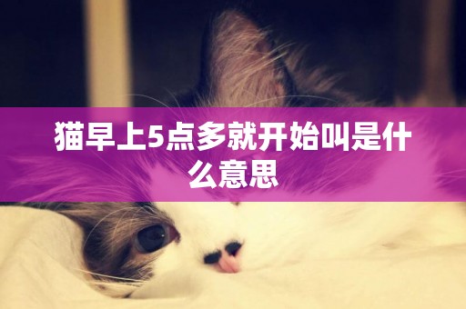 貓早上5點多就開始叫是什么意思