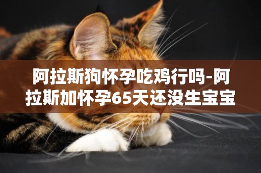 阿拉斯狗懷孕吃雞行嗎-阿拉斯加懷孕65天還沒生寶寶