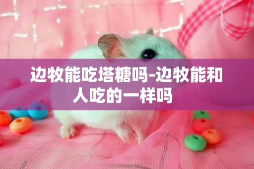 邊牧能吃塔糖嗎-邊牧能和人吃的一樣嗎  