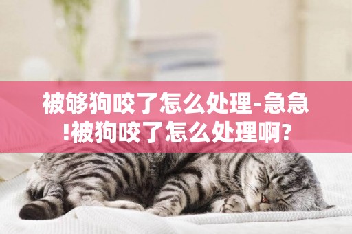 被夠狗咬了怎么處理-急急!被狗咬了怎么處理啊?