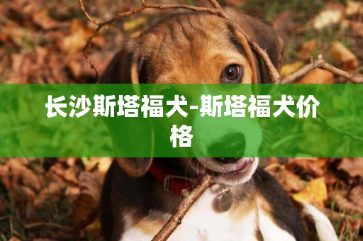 長沙斯塔福犬-斯塔福犬價格