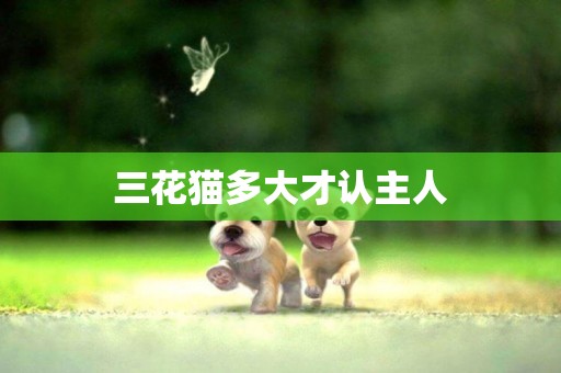 三花貓多大才認主人