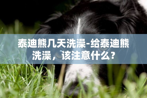 泰迪熊幾天洗澡-給泰迪熊洗澡，該注意什么？