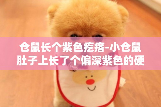 倉鼠長個紫色疙瘩-小倉鼠肚子上長了個偏深紫色的硬塊