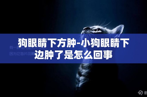狗眼睛下方腫-小狗眼睛下邊腫了是怎么回事