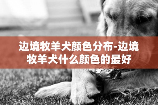 邊境牧羊犬顏色分布-邊境牧羊犬什么顏色的最好