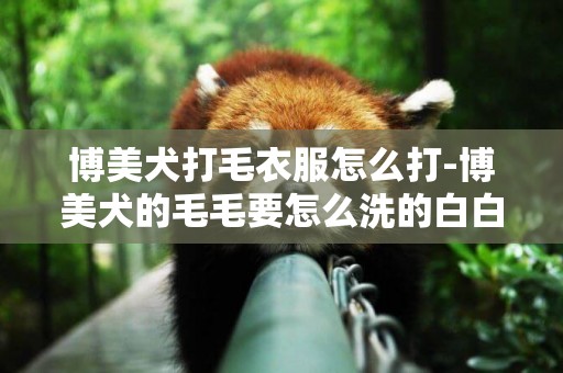 博美犬打毛衣服怎么打-博美犬的毛毛要怎么洗的白白的