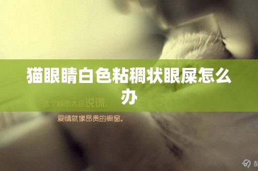 貓眼睛白色粘稠狀眼屎怎么辦