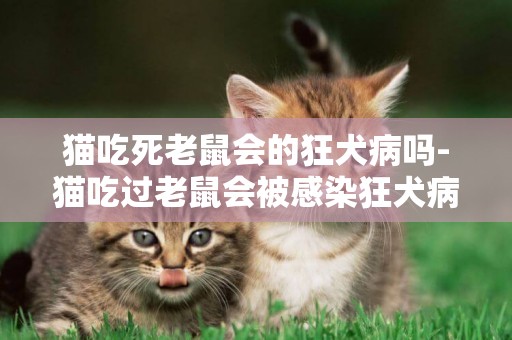 貓吃死老鼠會的狂犬病嗎-貓吃過老鼠會被感染狂犬病毒嗎
