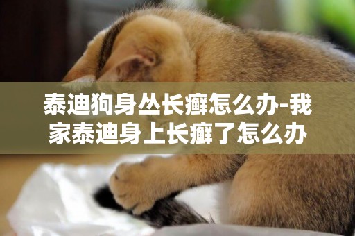泰迪狗身叢長癬怎么辦-我家泰迪身上長癬了怎么辦