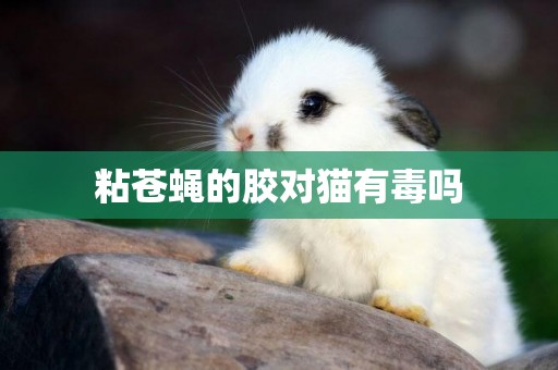 粘蒼蠅的膠對貓有毒嗎