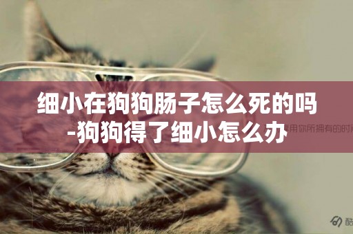 細小在狗狗腸子怎么死的嗎-狗狗得了細小怎么辦