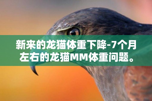 新來的龍貓體重下降-7個月左右的龍貓MM體重問題。