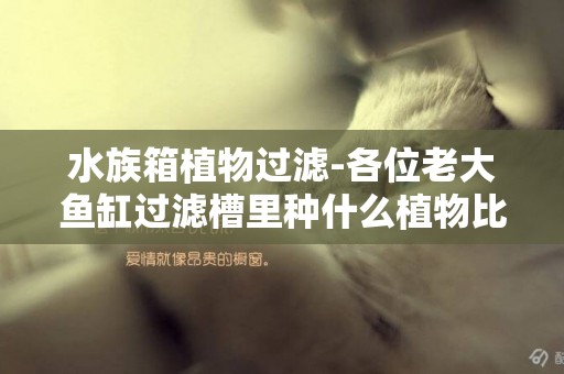水族箱植物過濾-各位老大魚缸過濾槽里種什么植物比較好