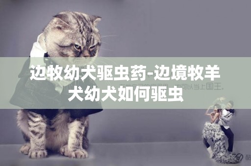 邊牧幼犬驅蟲藥-邊境牧羊犬幼犬如何驅蟲