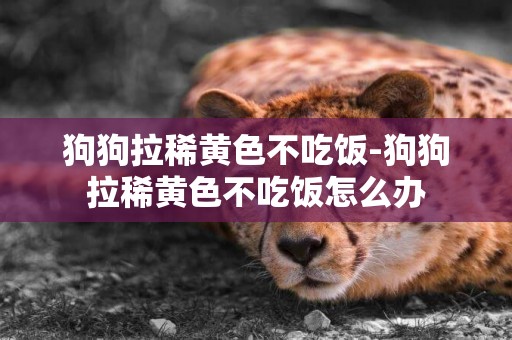 狗狗拉稀黃色不吃飯-狗狗拉稀黃色不吃飯怎么辦